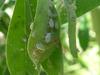 Aphids on a Lupin plant