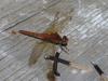 Red Darner Dragonfly