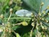 Green Lacewing on Dill