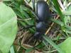 Darkling Beetle