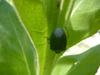 Plant Bug on Verbascum thapsis