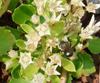 Mason Bee on Sedum